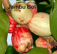 Jambu Bol Dalam Bahasa Jawa